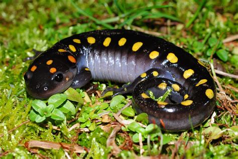 black and yellow spotted lizard